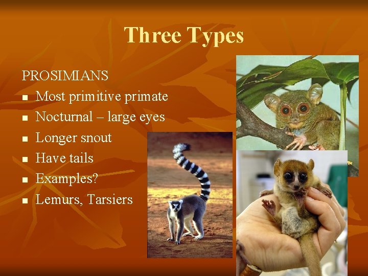 Three Types PROSIMIANS n Most primitive primate n Nocturnal – large eyes n Longer