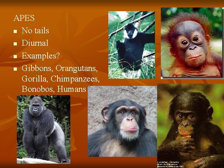 APES n No tails n Diurnal n Examples? n Gibbons, Orangutans, Gorilla, Chimpanzees, Bonobos,