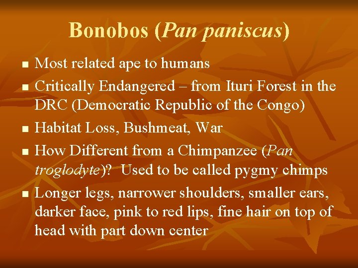 Bonobos (Pan paniscus) n n n Most related ape to humans Critically Endangered – Bonobos (Pan paniscus) n n n Most related ape to humans Critically Endangered –