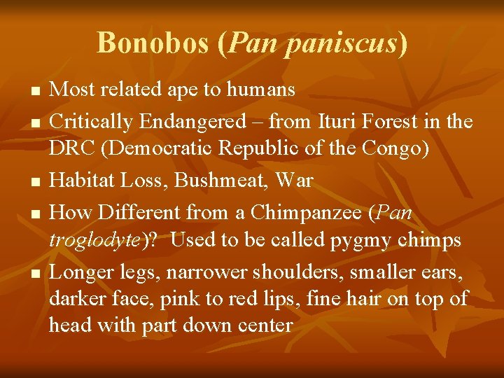 Bonobos (Pan paniscus) n n n Most related ape to humans Critically Endangered –