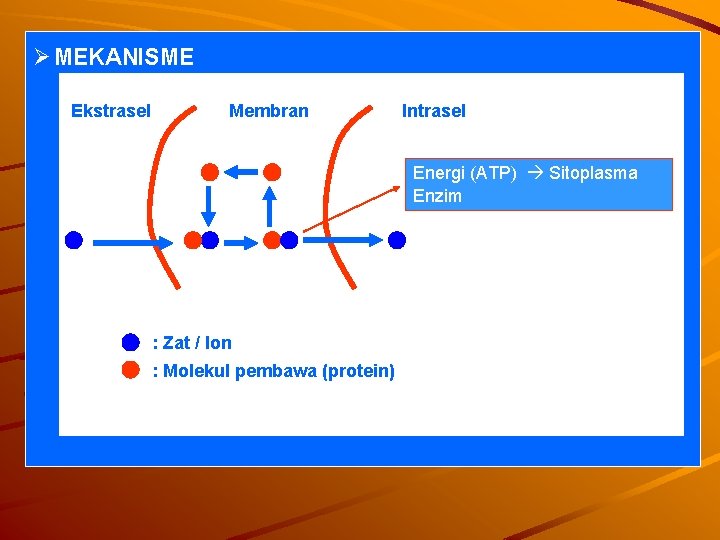 Ø MEKANISME Ekstrasel Membran Intrasel Energi (ATP) Sitoplasma Enzim : Zat / Ion :