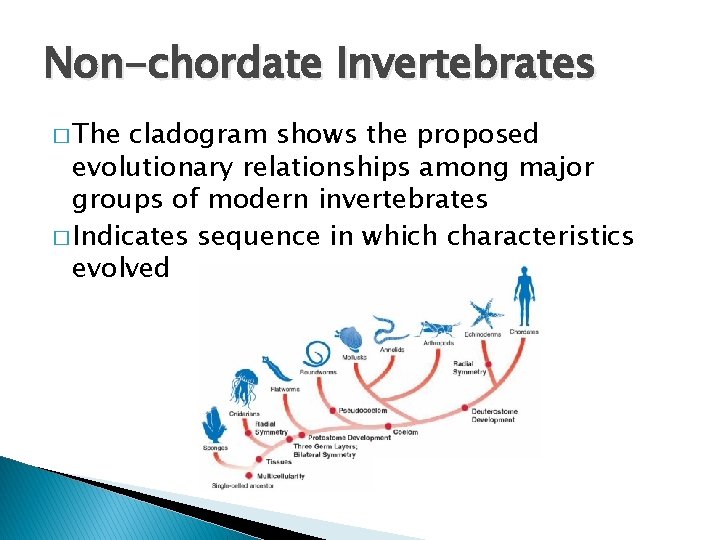 Non-chordate Invertebrates � The cladogram shows the proposed evolutionary relationships among major groups of