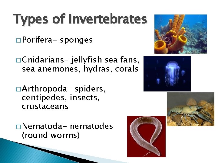Types of Invertebrates � Porifera- sponges � Cnidarians- jellyfish sea fans, sea anemones, hydras,