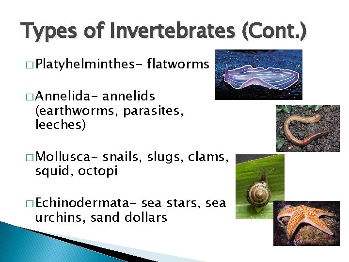 Types of Invertebrates (Cont. ) � Platyhelminthes- flatworms � Annelida- annelids (earthworms, parasites, leeches)