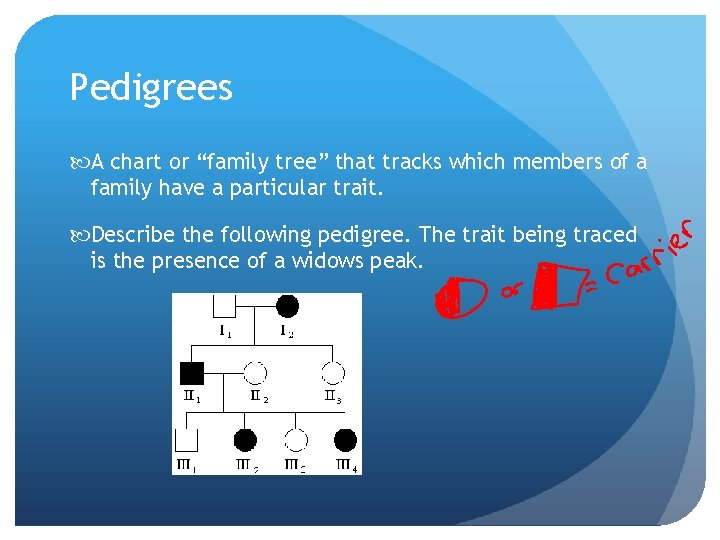 Pedigrees A chart or “family tree” that tracks which members of a family have