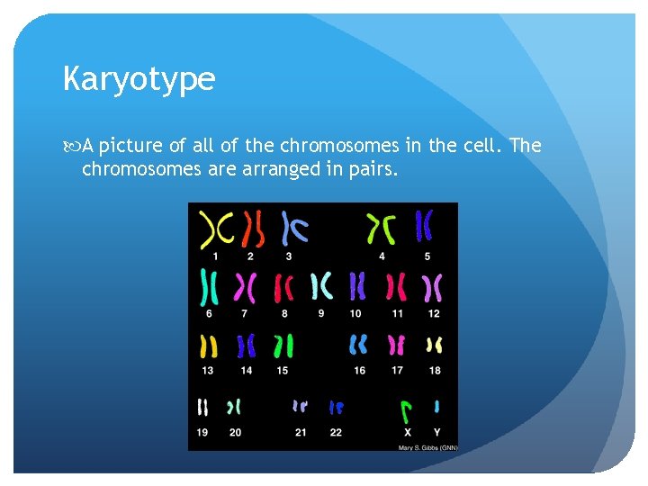 Karyotype A picture of all of the chromosomes in the cell. The chromosomes are