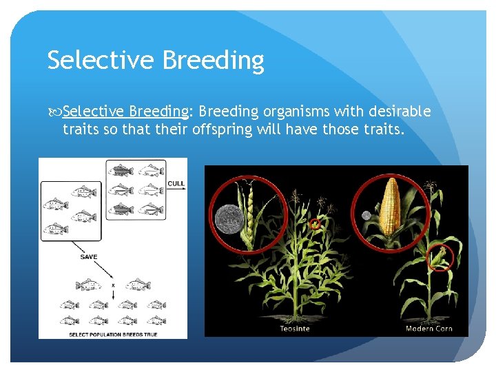 Selective Breeding: Breeding organisms with desirable traits so that their offspring will have those