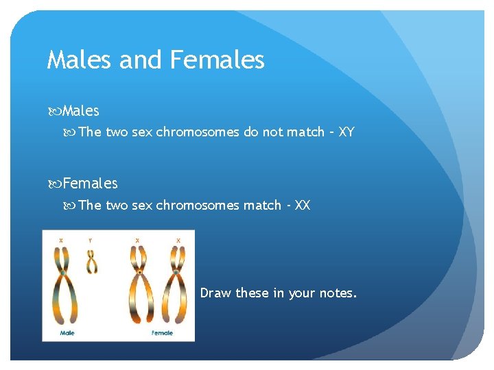 Males and Females Males The two sex chromosomes do not match – XY Females