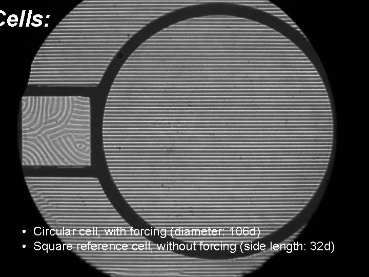 Cells: • Circular cell, with forcing (diameter: 106 d) • Square reference cell, without