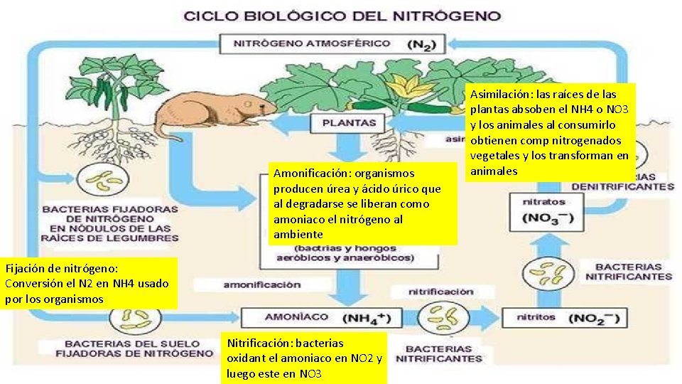 Amonificación: organismos producen úrea y ácido úrico que al degradarse se liberan como amoniaco