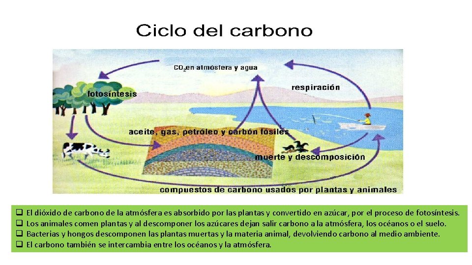 q q El dióxido de carbono de la atmósfera es absorbido por las plantas