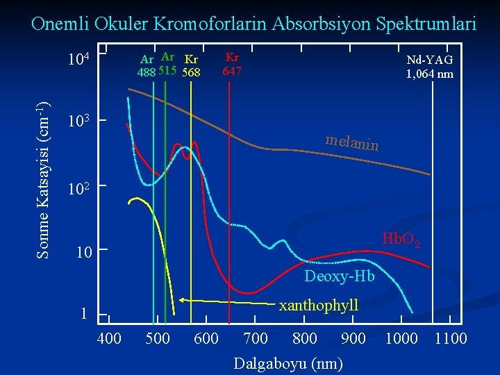 Onemli Okuler Kromoforlarin Absorbsiyon Spektrumlari Sonme Katsayisi (cm-1) 104 Ar Ar Kr 488 515