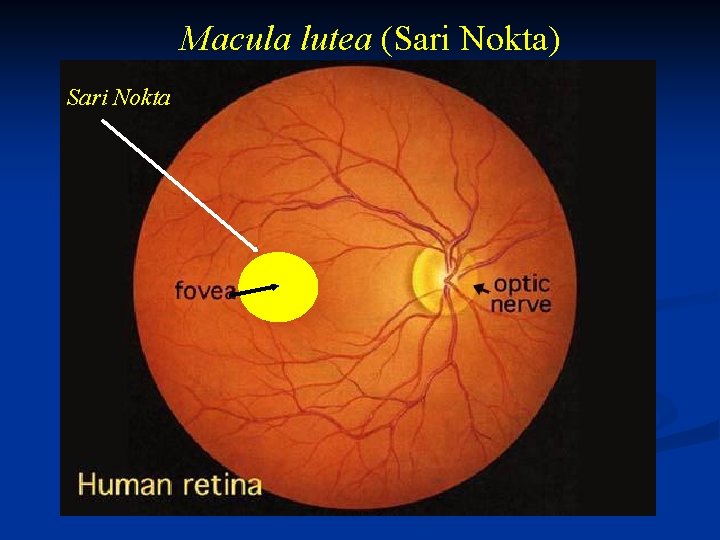 Macula lutea (Sari Nokta) Sari Nokta 