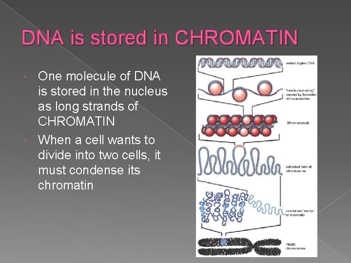 DNA is stored in CHROMATIN One molecule of DNA is stored in the nucleus
