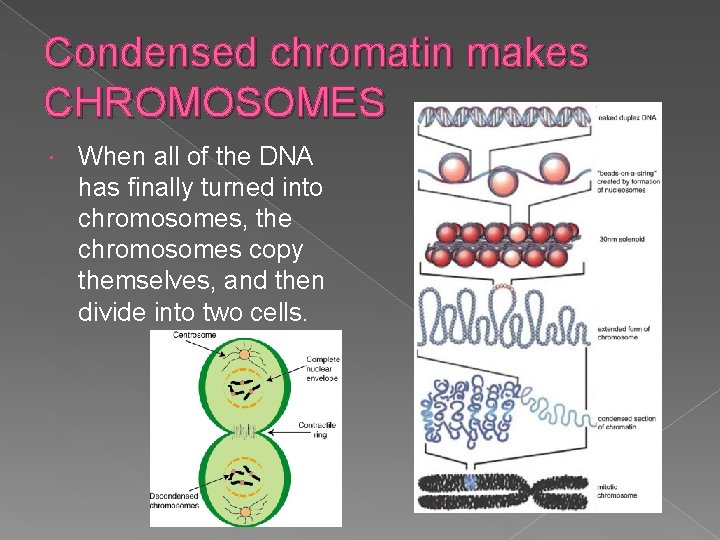 Condensed chromatin makes CHROMOSOMES When all of the DNA has finally turned into chromosomes,