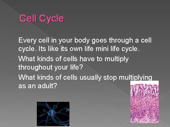 Cell Cycle Every cell in your body goes through a cell cycle. Its like