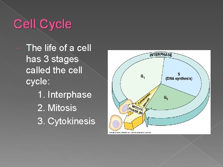 Cell Cycle The life of a cell has 3 stages called the cell cycle: