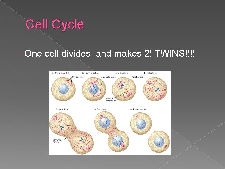 Cell Cycle One cell divides, and makes 2! TWINS!!!! 