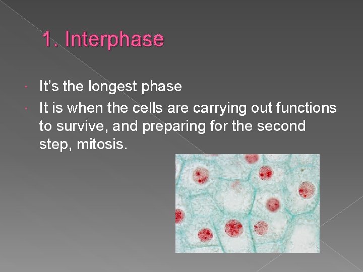 1. Interphase It’s the longest phase It is when the cells are carrying out