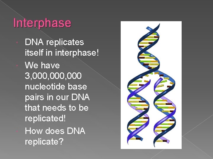 Interphase DNA replicates itself in interphase! We have 3, 000, 000 nucleotide base pairs