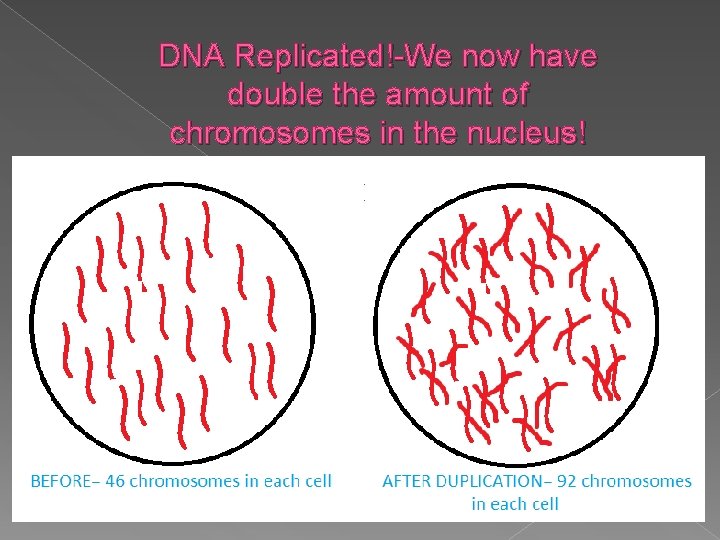 DNA Replicated!-We now have double the amount of chromosomes in the nucleus! 