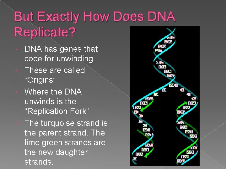 But Exactly How Does DNA Replicate? DNA has genes that code for unwinding These