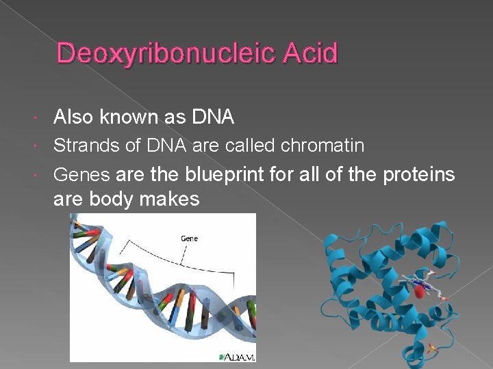 Deoxyribonucleic Acid Also known as DNA Strands of DNA are called chromatin Genes are