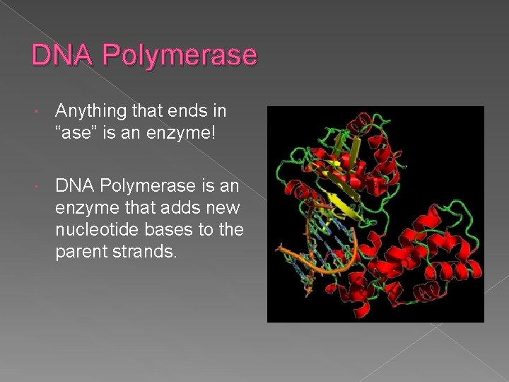 DNA Polymerase Anything that ends in “ase” is an enzyme! DNA Polymerase is an