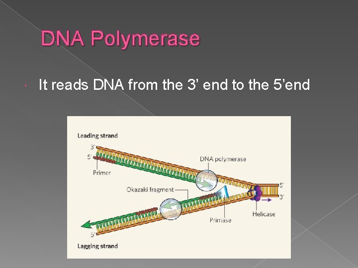 DNA Polymerase It reads DNA from the 3’ end to the 5’end 