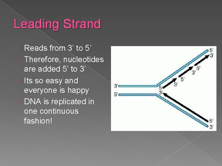 Leading Strand Reads from 3’ to 5’ Therefore, nucleotides are added 5’ to 3’