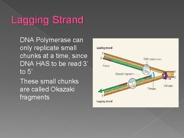 Lagging Strand DNA Polymerase can only replicate small chunks at a time, since DNA