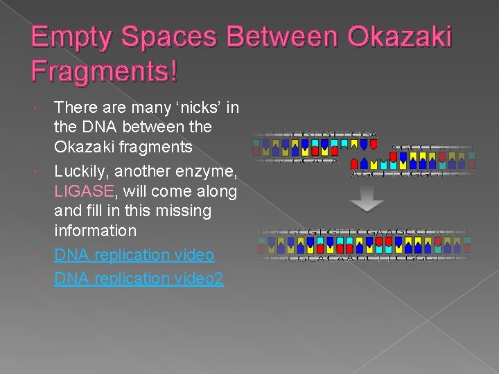 Empty Spaces Between Okazaki Fragments! There are many ‘nicks’ in the DNA between the