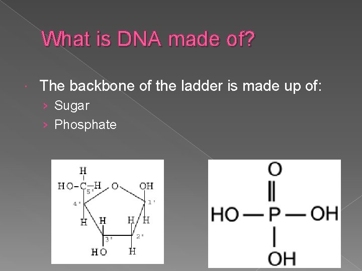What is DNA made of? The backbone of the ladder is made up of:
