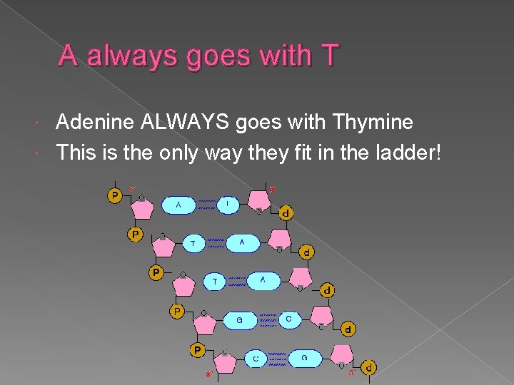 A always goes with T Adenine ALWAYS goes with Thymine This is the only