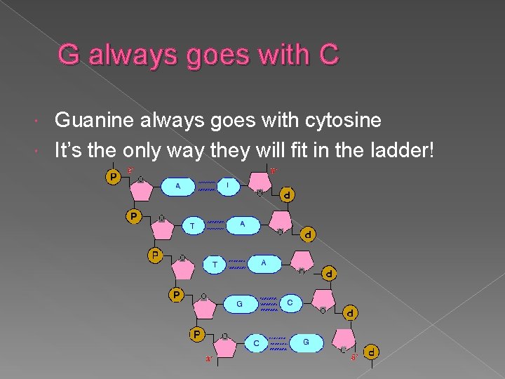 G always goes with C Guanine always goes with cytosine It’s the only way
