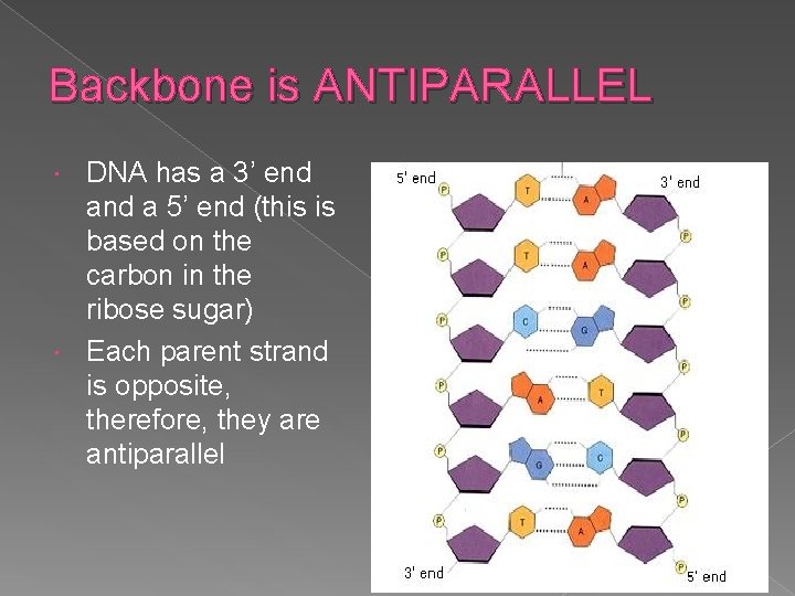 Backbone is ANTIPARALLEL DNA has a 3’ end a 5’ end (this is based