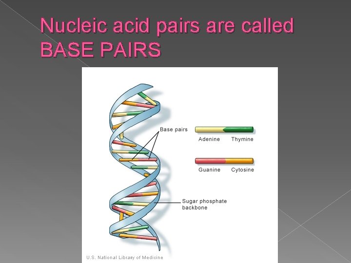 Nucleic acid pairs are called BASE PAIRS 