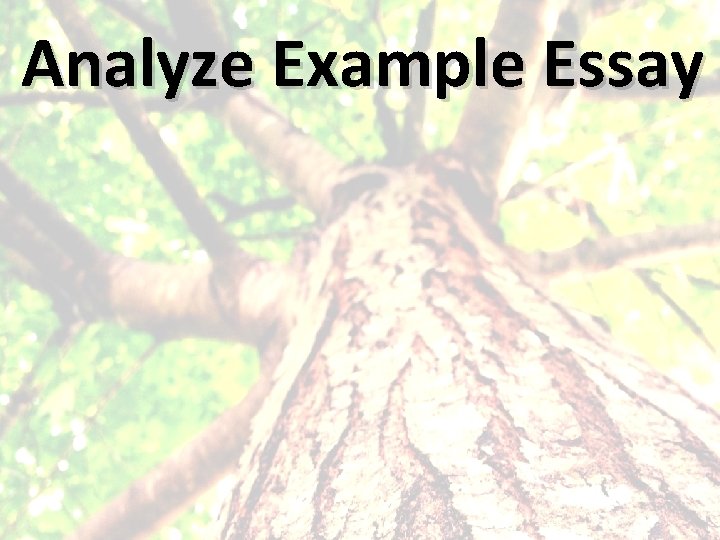 Analyze Example Essay 