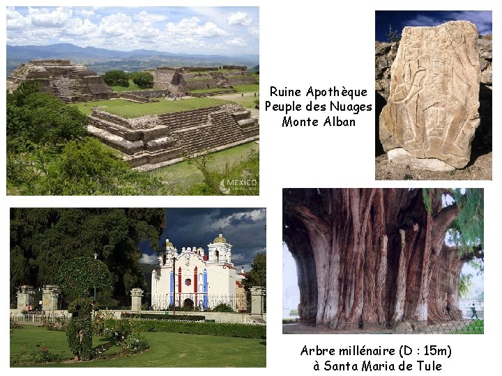Ruine Apothèque Peuple des Nuages Monte Alban Arbre millénaire (D : 15 m) à