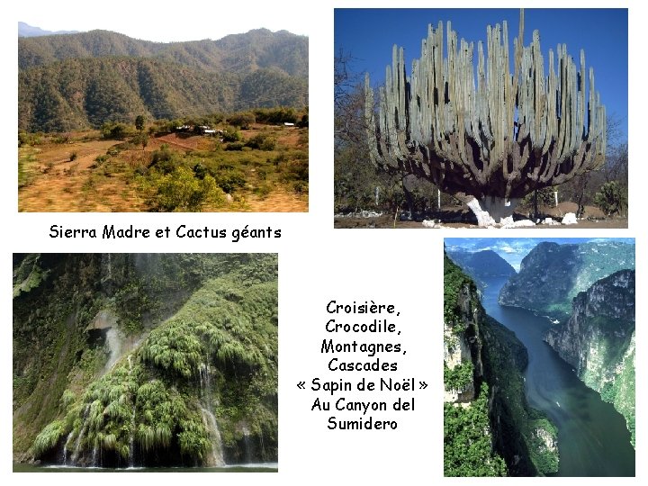 Sierra Madre et Cactus géants Croisière, Crocodile, Montagnes, Cascades « Sapin de Noël »