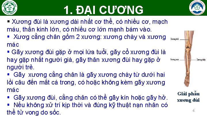 1. ĐẠI CƯƠNG § Xương đùi là xương dài nhất cơ thể, có nhiều