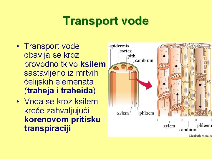 Transport vode • Transport vode obavlja se kroz provodno tkivo ksilem sastavljeno iz mrtvih