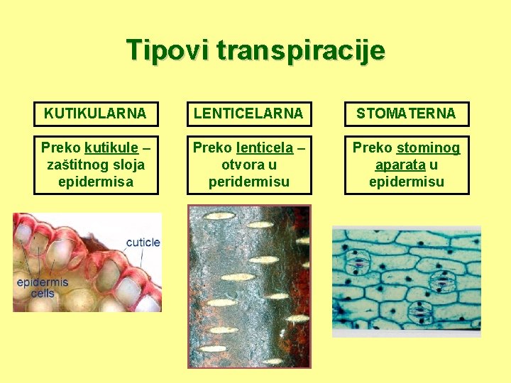 Tipovi transpiracije KUTIKULARNA LENTICELARNA STOMATERNA Preko kutikule – zaštitnog sloja epidermisa Preko lenticela –