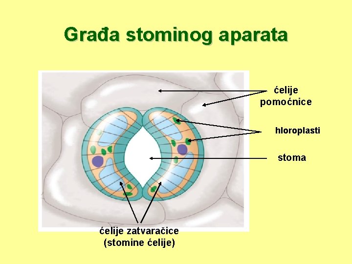 Građa stominog aparata ćelije pomoćnice hloroplasti stoma ćelije zatvaračice (stomine ćelije) 