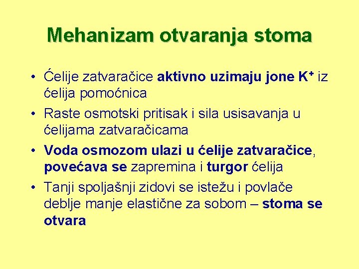 Mehanizam otvaranja stoma • Ćelije zatvaračice aktivno uzimaju jone K+ iz ćelija pomoćnica •