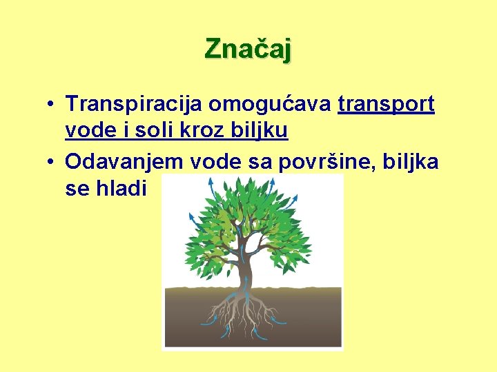 Značaj • Transpiracija omogućava transport vode i soli kroz biljku • Odavanjem vode sa