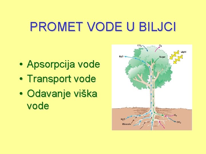 PROMET VODE U BILJCI • Apsorpcija vode • Transport vode • Odavanje viška vode