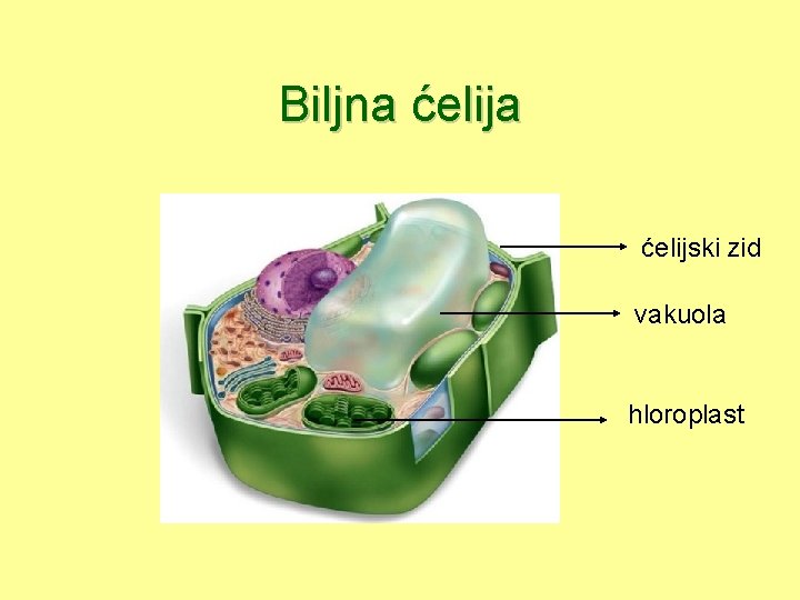 Biljna ćelijski zid vakuola hloroplast 