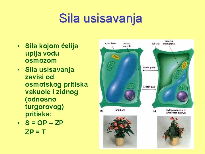 Sila usisavanja • Sila kojom ćelija upija vodu osmozom • Sila usisavanja zavisi od