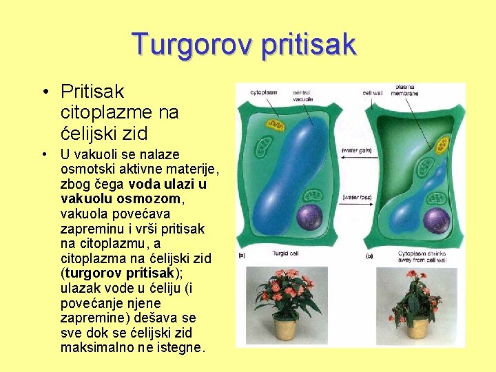 Turgorov pritisak • Pritisak citoplazme na ćelijski zid • U vakuoli se nalaze osmotski
